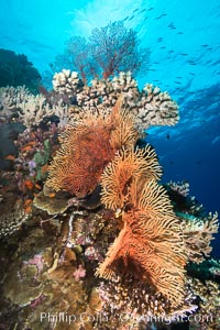 Gorgonians and Stony Corals, Tropical Coral Reef, Fiji