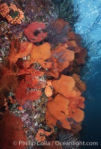 Gorgonians cover an undersea wall, Catalina Island