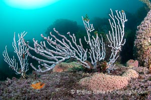 Gorgonians on Lush Rocky Reef, San Pedro Martir Island, Sea of Cortez. Gorgonians are colonial filter feeders, spreading their branches into the currents flowing over the reef in order to gather passing bits of food, Isla San Pedro Martir, Sonora, Mexico