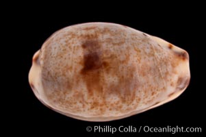 Graceful Cowrie, Cypraea gracilis japonica