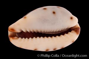 Graceful Cowrie, Cypraea gracilis japonica