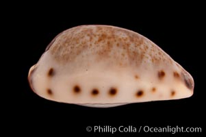 Graceful Cowrie, Cypraea gracilis japonica