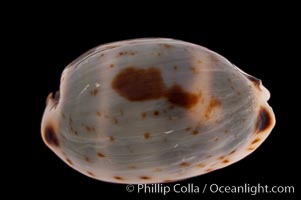 Graceful Cowrie, Cypraea gracilis