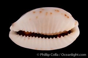 Graceful Cowrie, Cypraea gracilis