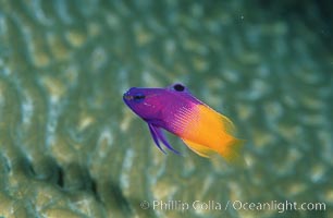 Fairy basslet, Gramma loreto, Roatan