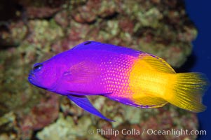 Royal gramma basslet, Gramma loreto