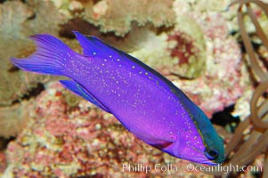 Blackcap gramma basslet, Gramma melacara