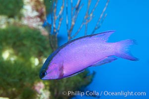 Blackcap gramma basslet, Gramma melacara