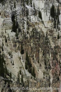 Pine trees and rocky spires dot the yellow-hued sides of Grand Canyon of the Yellowstone, Yellowstone National Park, Wyoming