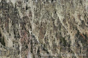 Pine trees and rocky spires dot the yellow-hued sides of Grand Canyon of the Yellowstone, Yellowstone National Park, Wyoming