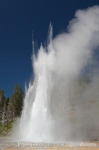 Grand Geyser erupts. Grand Geyser is a fountain-type geyser reaching 200 feet in height and lasting up to 12 minutes.  Grand Geyser is considered the tallest predictable geyser in the world, erupting about every 12 hours.  It is often accompanied by burst or eruptions from Vent Geyser and Turban Geyser just to its left.  Upper Geyser Basin, Yellowstone National Park, Wyoming
