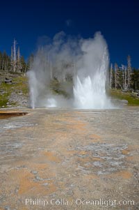 Grand Geyser (right), Turban Geyser (center) and Vent Geyser (left) erupt in concert.  An apron of bacteria covered sinter occupies the foreground when water from the eruptions flows away.  Grand Geyser is a fountain-type geyser reaching 200 feet in height and lasting up to 12 minutes.  Grand Geyser is considered the tallest predictable geyser in the world, erupting about every 12 hours.  It is often accompanied by burst or eruptions from Vent Geyser and Turban Geyser just to its left.  Upper Geyser Basin, Yellowstone National Park, Wyoming