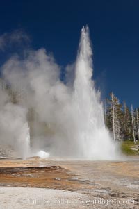 Grand Geyser (right), Turban Geyser (center) and Vent Geyser (left) erupt in concert.  An apron of bacteria covered sinter occupies the foreground when water from the eruptions flows away.  Grand Geyser is a fountain-type geyser reaching 200 feet in height and lasting up to 12 minutes.  Grand Geyser is considered the tallest predictable geyser in the world, erupting about every 12 hours.  It is often accompanied by burst or eruptions from Vent Geyser and Turban Geyser just to its left.  Upper Geyser Basin, Yellowstone National Park, Wyoming