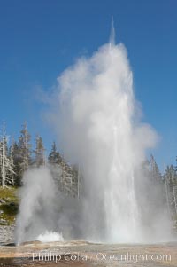 Grand Geyser (right), Turban Geyser (center) and Vent Geyser (left) erupt in concert.  An apron of bacteria covered sinter occupies the foreground when water from the eruptions flows away.  Grand Geyser is a fountain-type geyser reaching 200 feet in height and lasting up to 12 minutes.  Grand Geyser is considered the tallest predictable geyser in the world, erupting about every 12 hours.  It is often accompanied by burst or eruptions from Vent Geyser and Turban Geyser just to its left.  Upper Geyser Basin.