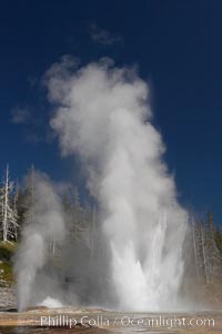 Grand Geyser (right), Turban Geyser (center) and Vent Geyser (left) erupt in concert.  An apron of bacteria covered sinter occupies the foreground when water from the eruptions flows away.  Grand Geyser is a fountain-type geyser reaching 200 feet in height and lasting up to 12 minutes.  Grand Geyser is considered the tallest predictable geyser in the world, erupting about every 12 hours.  It is often accompanied by burst or eruptions from Vent Geyser and Turban Geyser just to its left.  Upper Geyser Basin, Yellowstone National Park, Wyoming