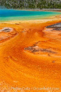 Grand Prismatic Spring displays brilliant colors along its edges, created by species of thermophilac (heat-loving) bacteria that thrive in narrow temperature ranges. The outer orange and red regions are the coolest water in the spring, where the overflow runs off, Midway Geyser Basin, Yellowstone National Park, Wyoming