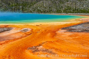 Grand Prismatic Spring displays brilliant colors along its edges, created by species of thermophilac (heat-loving) bacteria that thrive in narrow temperature ranges. The outer orange and red regions are the coolest water in the spring, where the overflow runs off, Midway Geyser Basin, Yellowstone National Park, Wyoming