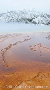 Brightly colored algal mats in the runoff of Grand Prismatic Spring, steam, snow, Midway Geyser Basin, Yellowstone National Park, Wyoming