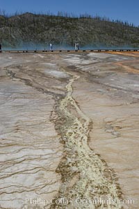 Grand Prismatic Springs brilliantly colored waters are the result of thermophilic cyanobacteria and algae.  Midway Geyser Basin, Yellowstone National Park, Wyoming