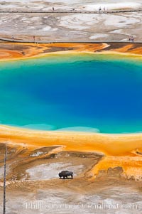 Grand Prismatic Spring displays a stunning rainbow of colors created by species of thermophilac (heat-loving) bacteria that thrive in narrow temperature ranges.  The blue water in the center is too hot to support any bacterial life, while the outer orange rings are the coolest water.  Grand Prismatic Spring is the largest spring in the United States and the third-largest in the world.  Midway Geyser Basin, Yellowstone National Park, Wyoming