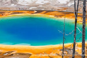 Grand Prismatic Spring displays a stunning rainbow of colors created by species of thermophilac (heat-loving) bacteria that thrive in narrow temperature ranges.  The blue water in the center is too hot to support any bacterial life, while the outer orange rings are the coolest water.  Grand Prismatic Spring is the largest spring in the United States and the third-largest in the world.  Midway Geyser Basin. Yellowstone National Park, Wyoming, USA, natural history stock photograph, photo id 13580