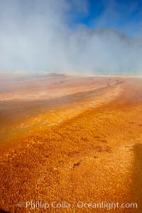 Grand Prismatic Spring displays brilliant colors along its edges, created by species of thermophilac (heat-loving) bacteria that thrive in narrow temperature ranges.  The outer orange and red regions are the coolest water in the spring, where the overflow runs off.  Midway Geyser Basin, Yellowstone National Park, Wyoming