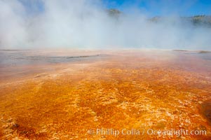 Grand Prismatic Spring displays brilliant colors along its edges, created by species of thermophilac (heat-loving) bacteria that thrive in narrow temperature ranges.  The outer orange and red regions are the coolest water in the spring, where the overflow runs off.  Midway Geyser Basin, Yellowstone National Park, Wyoming