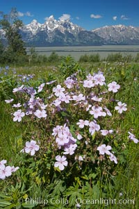 Wildflowers on Shadow Mountain with the Teton Range visible in the distance, Grand Teton National Park, Wyoming