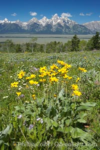 Wildflowers on Shadow Mountain with the Teton Range visible in the distance, Grand Teton National Park, Wyoming