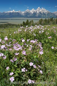 Wildflowers on Shadow Mountain with the Teton Range visible in the distance, Grand Teton National Park, Wyoming