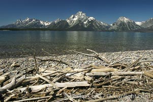 Driftwood along the shoreline of Jackson Lake with Mount Moran in the background, Grand Teton National Park, Wyoming