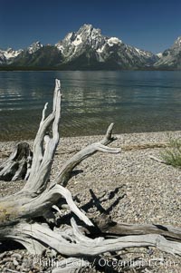 Driftwood along the shoreline of Jackson Lake with Mount Moran in the background. Grand Teton National Park, Wyoming, USA, natural history stock photograph, photo id 07412