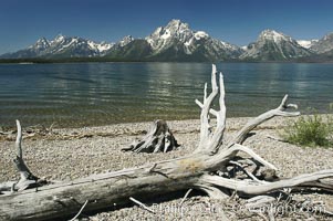 Driftwood along the shoreline of Jackson Lake with Mount Moran in the background, Grand Teton National Park, Wyoming