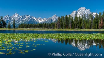 Lilypads cover Heron Pond, Mount Moran in the background, Grand Teton National Park, Wyoming