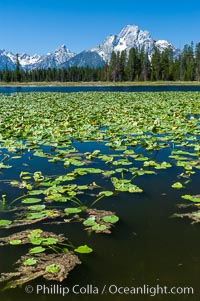 Lilypads cover Heron Pond, Mount Moran in the background, Grand Teton National Park, Wyoming