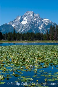 Lilypads cover Heron Pond, Mount Moran in the background.