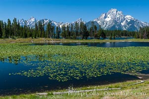 Lilypads cover Heron Pond, Mount Moran in the background, Grand Teton National Park, Wyoming