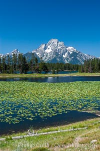 Lilypads cover Heron Pond, Mount Moran in the background, Grand Teton National Park, Wyoming