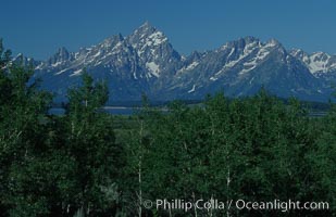 The Teton Range and Aspens, summer, Grand Teton National Park, Wyoming