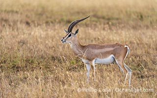 Grant's Gazelle, Nanger granti, Masai Mara, Nanger granti, Mara North Conservancy