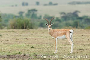 Grant's Gazelle, Maasai Mara, Kenya, Nanger granti, Olare Orok Conservancy