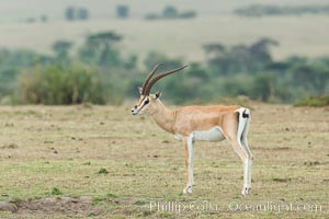 Grant's Gazelle, Maasai Mara, Kenya, Nanger granti, Olare Orok Conservancy