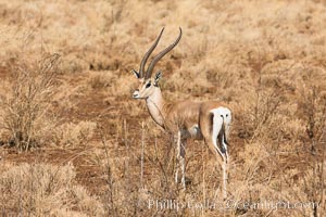 Grant's Gazelle, Meru National Park, Kenya, Nanger granti