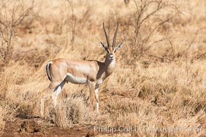 Grant's Gazelle, Meru National Park, Kenya, Nanger granti