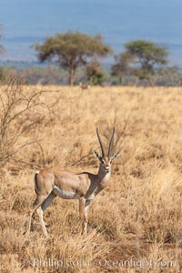 Grant's Gazelle, Meru National Park, Kenya, Nanger granti