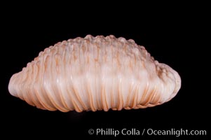 Granulated Cowrie, Cypraea granulata