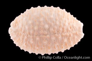 Granulated Cowrie, Cypraea granulata