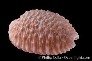 Granulated Cowrie, Cypraea granulata