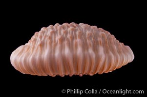 Granulated Cowrie, Cypraea granulata