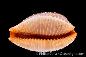 Grape Cowrie, Cypraea staphylaea